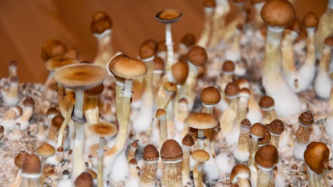 Why Buy Psychedelic Mushrooms Online?