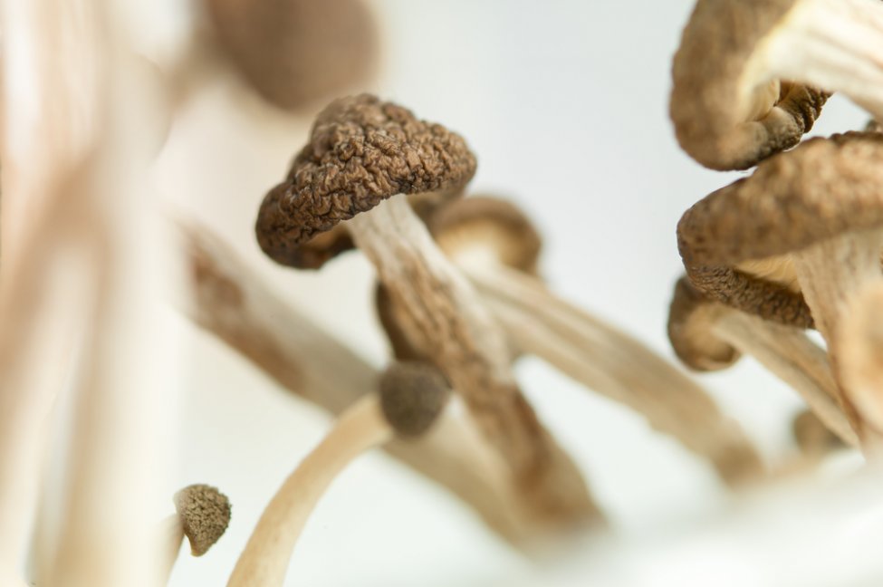 All you need to know more about Penis Envy Cubensis!