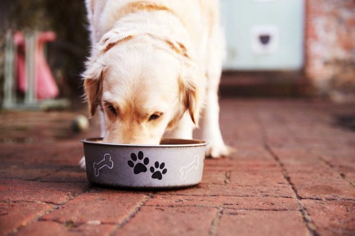 Elevated Dog Bowls- How it is beneficial for dogs?