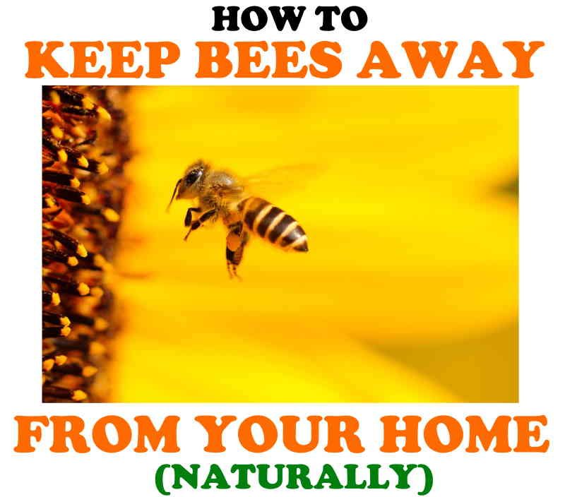 Ways to keep away the bees away from your home