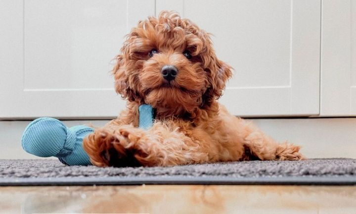Tips to Help Buy Cavoodle Puppies