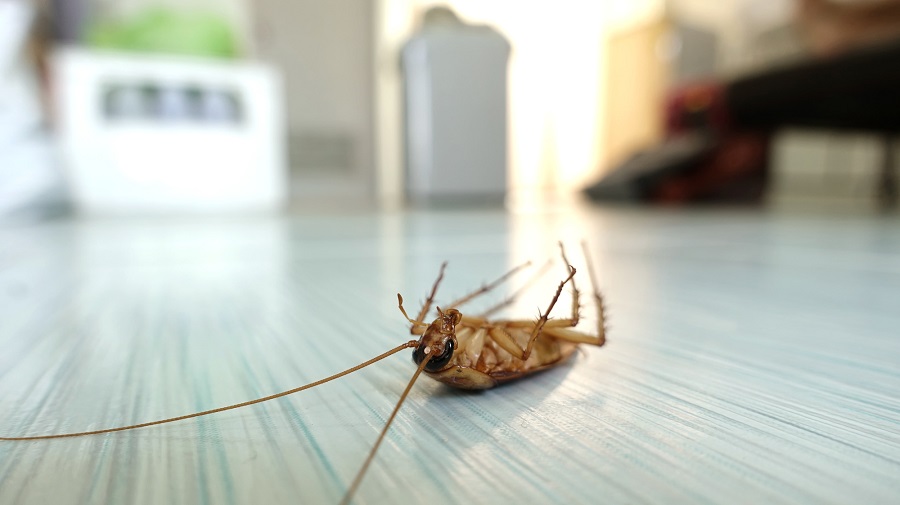 Hire pest control experts to get rid of pests